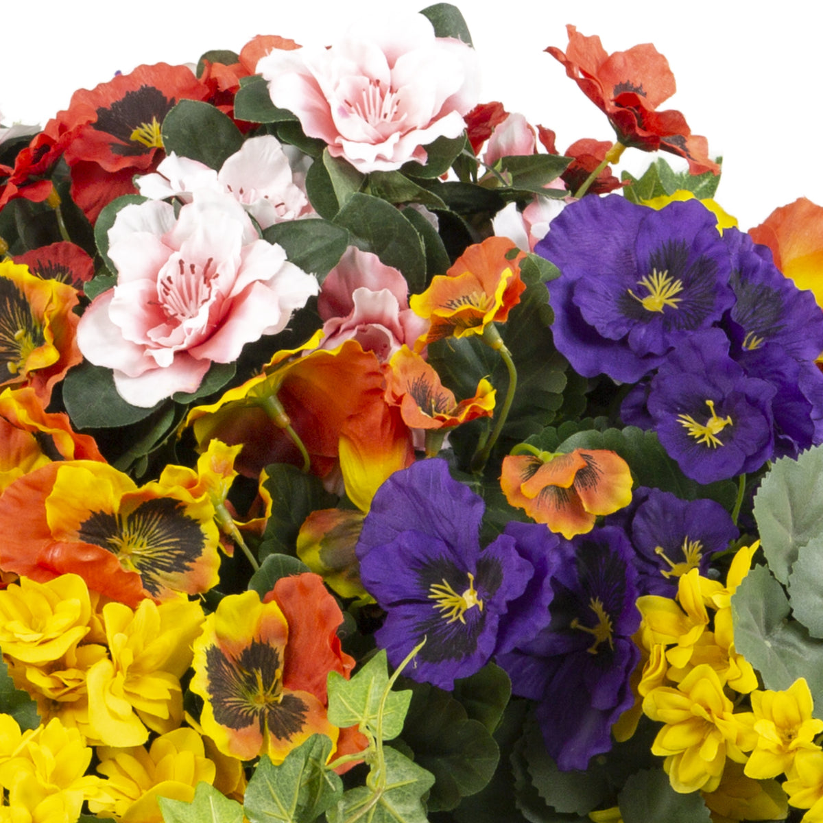 Individual Plug Bedding Plants Closer2Nature Category Pansy Plug Plants