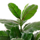 Artificial 2ft 9" Rubber Plant - Closer2Nature