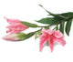 Artificial 87cm Single Stem Pink Oriental Lily - Closer2Nature