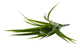 Artificial 45cm Green Yucca Plug Plant - Closer2Nature