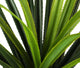 Artificial 3ft 6″ Pandan Plant - Closer2Nature
