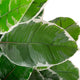 Artificial 2ft 9" Rubber Plant - Closer2Nature