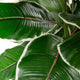 Artificial 2ft 9" Rubber Plant - Closer2Nature