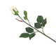 Artificial 60cm Single Stem Closed Bud Cream Rose - Closer2Nature