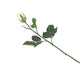 Artificial 60cm Single Stem Closed Bud Cream Rose - Closer2Nature