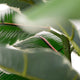 Artificial 2ft 9" Rubber Plant - Closer2Nature