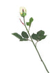 Artificial 60cm Single Stem Closed Bud Cream Rose - Closer2Nature