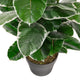 Artificial 2ft 9" Rubber Plant - Closer2Nature