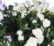 Artificial White and Purple Rose, Daisy and Morning Glory Display in a 14″ Round Willow Hanging Basket - Closer2Nature