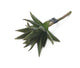 Artificial 25cm Single Stem Aloe Vera - Closer2Nature