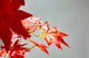 Artificial 5ft Red Japanese Maple Tree - Closer2Nature