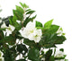 Artificial 3ft 2″ White Bougainvillea Tree - Closer2Nature