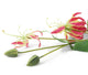 Artificial 102cm Single Stem Pink Flame Lily - Closer2Nature