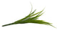 Artificial 45cm Green Yucca Plug Plant - Closer2Nature
