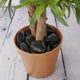 Natural Indoor/Outdoor Decorative Black Polished River Stones 1-4kg - Closer2Nature