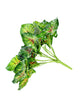 Artificial 30cm Variegated Arrowhead Vine Plug Plant - Closer2Nature