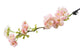 Artificial 68cm Single Stem Pink and White Japanese Cherry Blossom - Closer2Nature