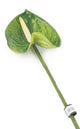 Artificial 64cm Single Stem Green Anthurium - Closer2Nature