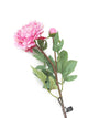 Artificial 80cm Single Stem Pink Peony - Closer2Nature