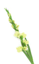 Artificial 118cm Single Stem Green Gladiolus - Closer2Nature