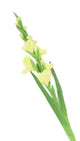 Artificial 118cm Single Stem Green Gladiolus - Closer2Nature