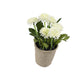 Artificial 18cm White Chrysanthemum Plant with Gift Box - Closer2Nature