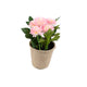Artificial 18cm Pink Chrysanthemum Plant with Gift Box - Closer2Nature