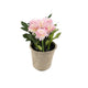Artificial 18cm Pink Chrysanthemum Plant with Gift Box - Closer2Nature