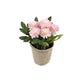 Artificial 18cm Pink Chrysanthemum Plant with Gift Box - Closer2Nature