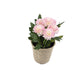 Artificial 18cm Pink Chrysanthemum Plant with Gift Box - Closer2Nature