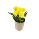 Artificial 18cm Yellow Chrysanthemum Plant with Gift Box - Closer2Nature