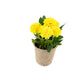 Artificial 18cm Yellow Chrysanthemum Plant with Gift Box - Closer2Nature