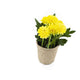 Artificial 18cm Yellow Chrysanthemum Plant with Gift Box - Closer2Nature