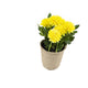 Artificial 18cm Yellow Chrysanthemum Plant with Gift Box - Closer2Nature