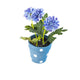 Artificial 19cm Blue Chrysanthemum Plant with Gift Box - Closer2Nature