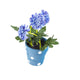 Artificial 19cm Blue Chrysanthemum Plant with Gift Box - Closer2Nature