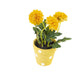 Artificial 19cm Golden Yellow Chrysanthemum Plant with Gift Box - Closer2Nature