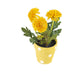 Artificial 19cm Golden Yellow Chrysanthemum Plant with Gift Box - Closer2Nature