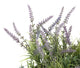 Artificial 28cm Purple Lavender Plant - Closer2Nature