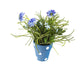 Artificial 27cm Blue Chrysanthemum Plant Display - Closer2Nature