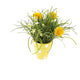 Artificial 27cm Golden Yellow Chrysanthemum Plant Display - Closer2Nature