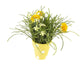 Artificial 27cm Golden Yellow Chrysanthemum Plant Display - Closer2Nature