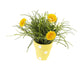 Artificial 27cm Golden Yellow Chrysanthemum Plant Display - Closer2Nature