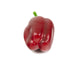 Artificial 8cm Bell Pepper - Closer2Nature
