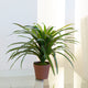 Artificial 2ft 1&Prime; Yucca Plant Closer2Nature