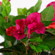 Artificial Magenta Bougainvillea Plant Closer2Nature
