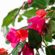 Artificial Magenta Bougainvillea Plant Closer2Nature