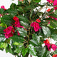 Artificial Magenta Bougainvillea Plant Closer2Nature