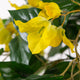 Artificial Yellow Bougainvillea Plant - Closer2Nature