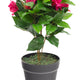 Artificial Magenta Bougainvillea Plant Closer2Nature